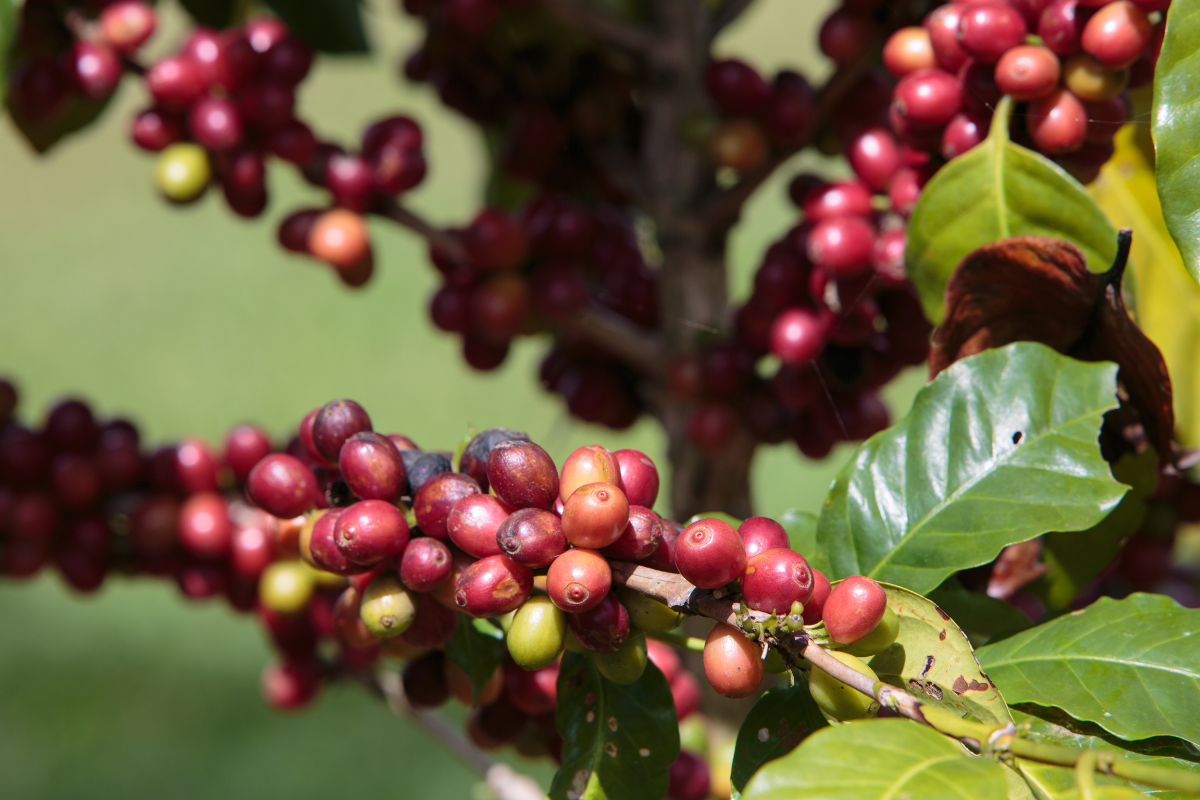 Sinouk Coffee Plantation